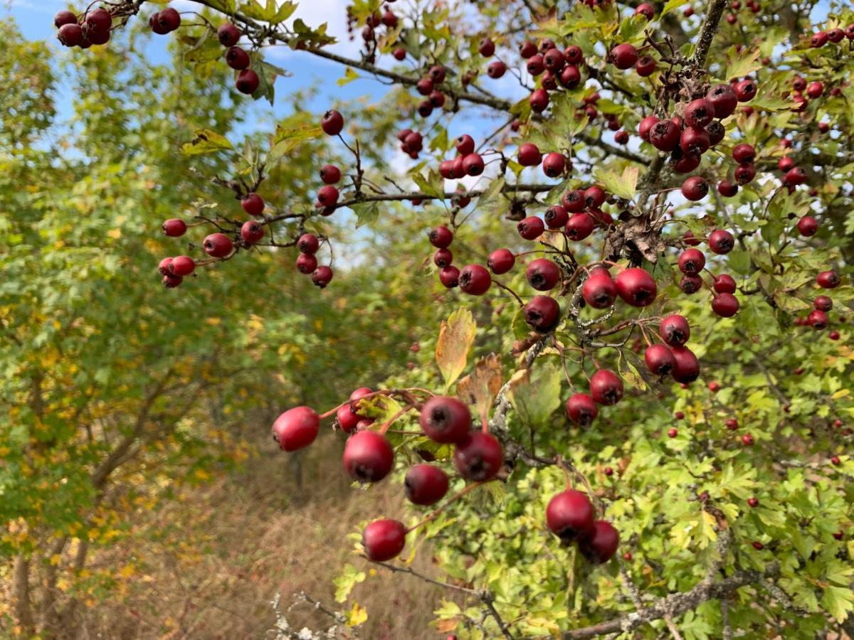 Agroturystyka Gesiniec Stare Osieczno Luaran gambar