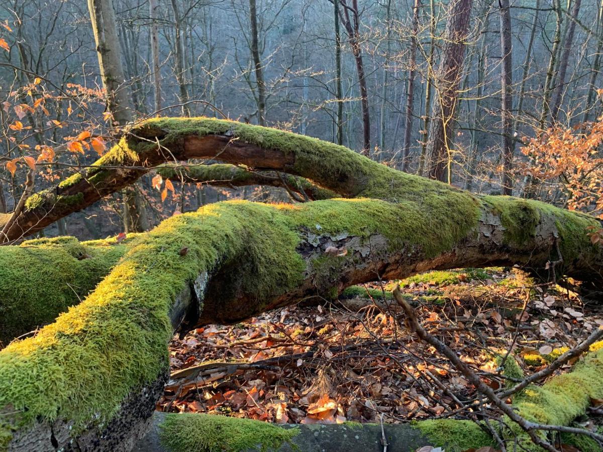 Agroturystyka Gesiniec Stare Osieczno Luaran gambar